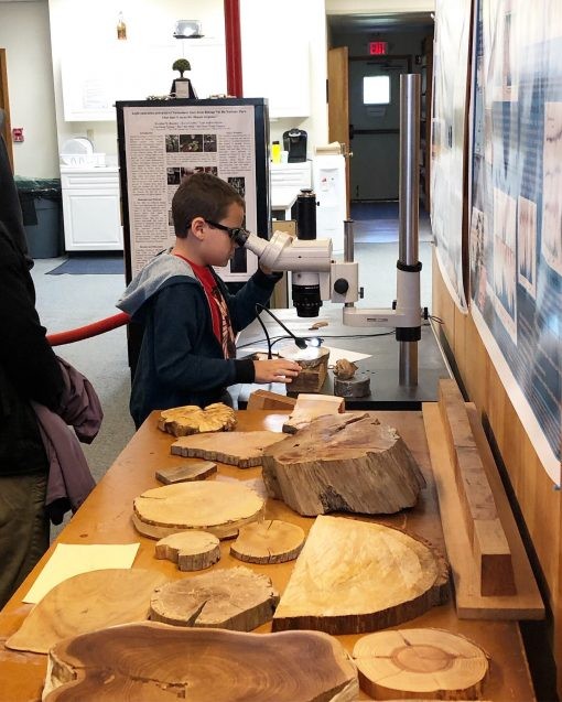 A young boy views tree rings up close under a microscope in the Tree-Ring Lab. Photo: Phebe Pierson