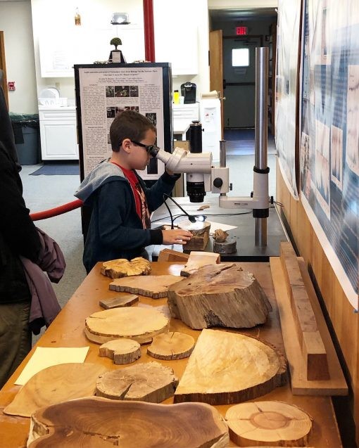 A young boy views tree rings up close under a microscope in the Tree-Ring Lab. Photo: Phebe Pierson A young boy views tree rings up close under a microscope in the Tree-Ring Lab. Photo: Phebe Pierson