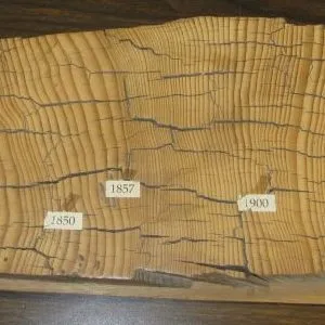 Tree sample with dates showing age