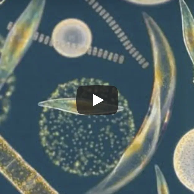 still of microbe video